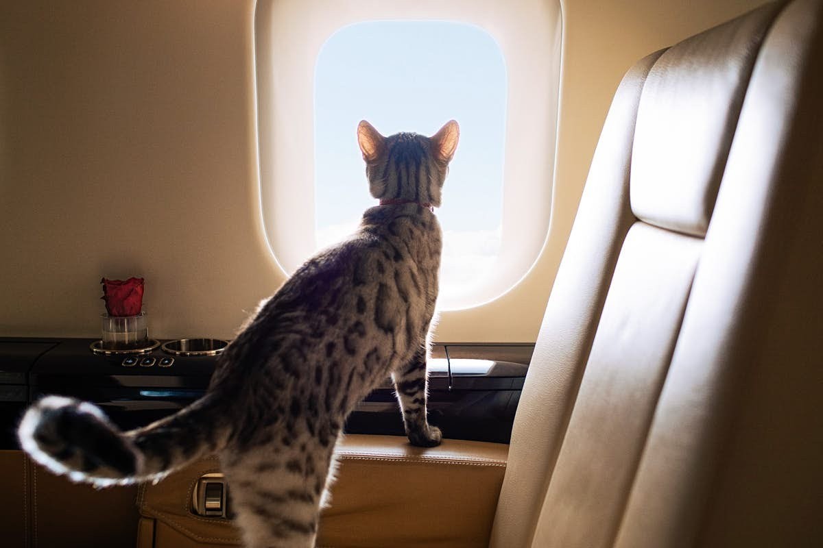 skyluxe aviation private jet